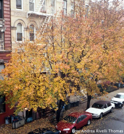 East Village