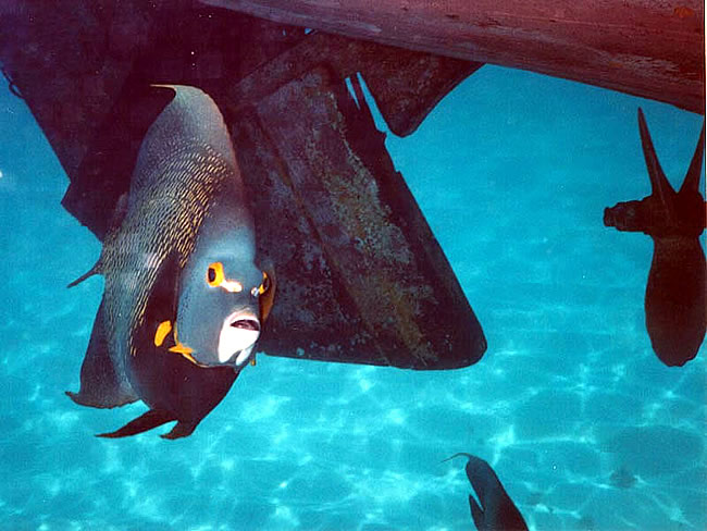 Abrolhos