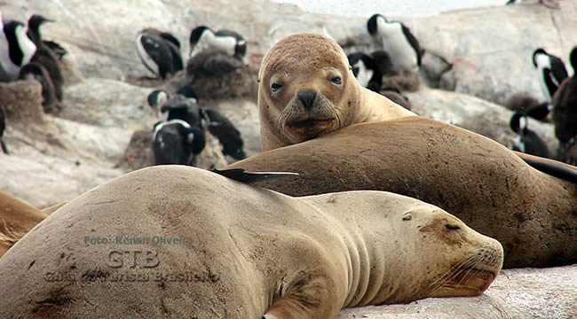 Fauna marinha, Patagônia Atlântica jpg