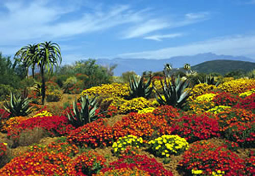 Karoo, Africa do Sul
