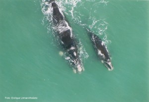 Imbituba (SC) - onde se pode ver a baleia franca com filhote