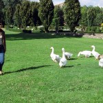 Borgogne, gansos, cuidado com eles