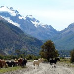 Cavalos na estrada em El Chaltén