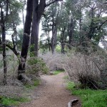 Circuito Chico, Bariloche, bosque