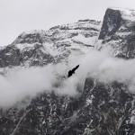 Condor no canyon de Chivay