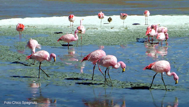 Flamingos no Salar de Uyuni, Bolívia
