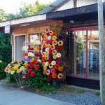 Flores de madeira, Pucón, Chile