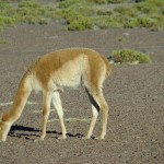Vicunha no Atacama, Chile