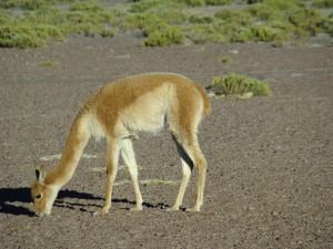 Vicunha no Atacama, Chile