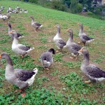 Gansos para a produção de foie-gras, França