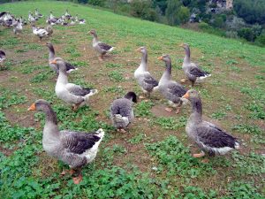 Gansos para a produção de foie-gras, França