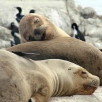 Leões-marinhos, Terra do Fogo, Argentina