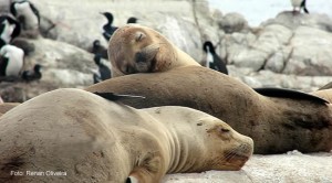 Leões-marinhos, Terra do Fogo, Argentina