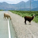 Lhamas perto de Salina Grande, Noroeste da Argentina - Foto: Manual do Turista