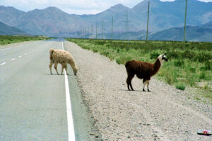 Lhamas perto de Salina Grande, Noroeste da Argentina - Foto: Manual do Turista