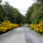 Estrada na Patagônia Andina