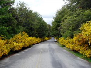 Estrada na Patagônia Andina