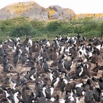 Pinguinera, próxima a Ushuaia, Terra do Fogo