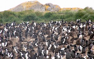 Pinguinera, próxima a Ushuaia, Terra do Fogo