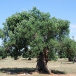 Plantação de oliveiras, na Puglia