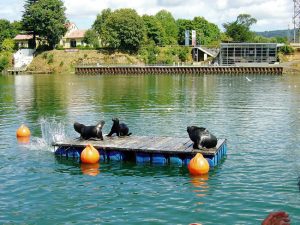 Valdívia, Chile, fauna marinha - Foto Manual do Turista