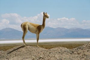 Vicunha, Salina Grande, Argentina