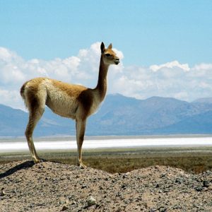 Vicunha na Salina Grande, Puna argentino