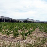 Vinhedo em Baux, Provença, França