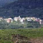Vinhedos em Cinque Terre
