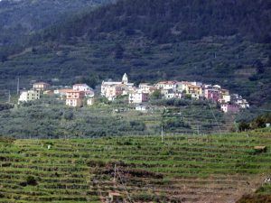 Vinhedos em Cinque Terre