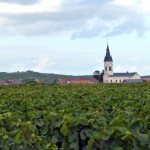 Vinhedos na Champagne, França