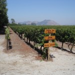 Vinícola, arredores de Santiago, no Chile