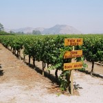 Vinícola perto de Santiago - Foto Manual do Turista, Chile