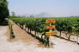 Vinícola perto de Santiago - Foto Manual do Turista, Chile