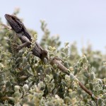Abrolhos, Bahia, vida selvagem