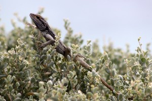 Abrolhos, Bahia, vida selvagem