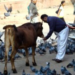 Vaca sagrada em Katmandu