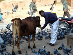 Vaca sagrada em Katmandu