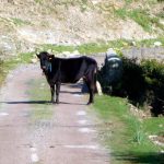 Franç,a Córsega, surpresa na estrada