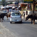 Búfalos na estrada, Pokhara, Nepal