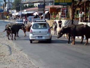 Búfalos na estrada, Pokhara, Nepal