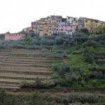 Plantações de vinhas em terraço em Cinque Terre, Riviera Italiana