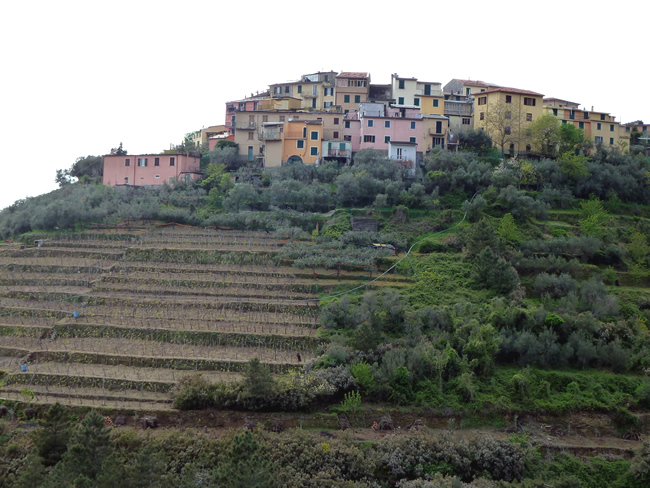 Plantações de vinhas em terraço em Cinque Terre, Riviera Italiana