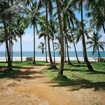 Coqueiral em Itacaré, Bahia -