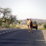 Estrada no Rajastão, Índia: os camelos na pista são um perigo
