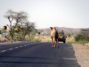 Estrada no Rajastão, Índia: os camelos na pista são um perigo