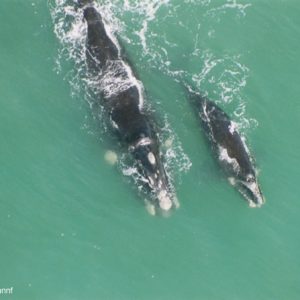 Imbituba (SC) - Baleia Franca com filhote