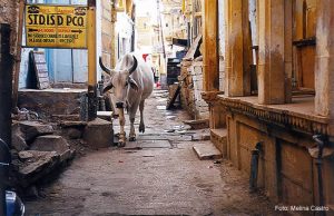 Ruela de Jaisalmer, Rajastão, Índia