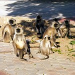 Macacos soltos em Jaipur, Índia