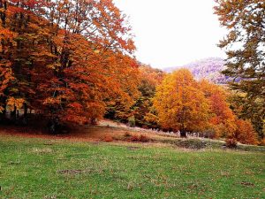 Parco Nazionale del Pollino Calabria, Italia